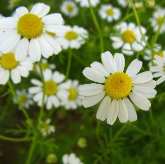 Chamomile German Nepal Essential Oil 5